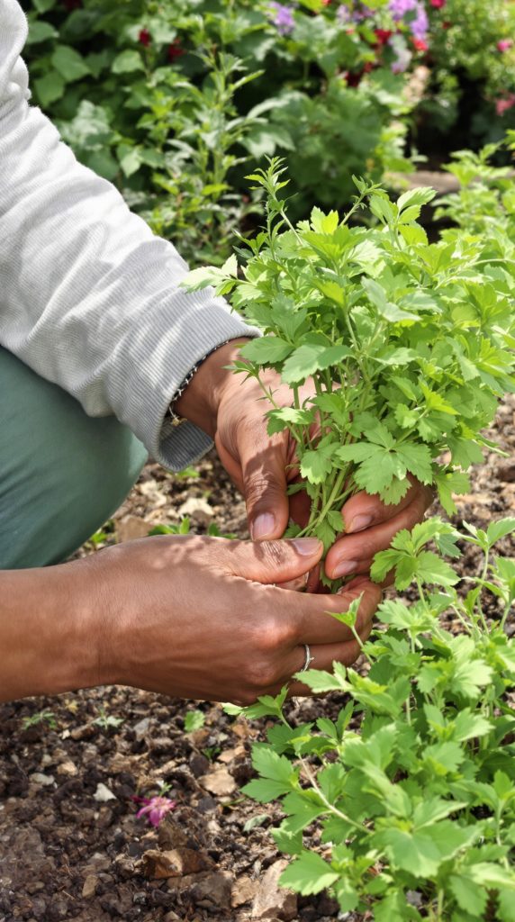 hands picking fresh herbs from home garden to make pizza