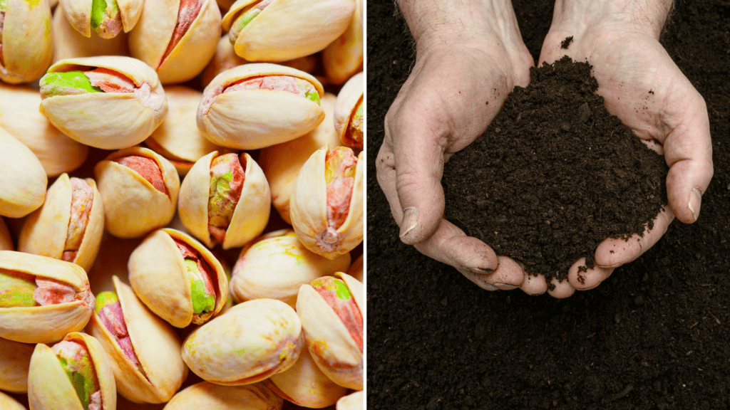 Pistachio Shells for Gardening: Why You Should Not Throw Them Away ...