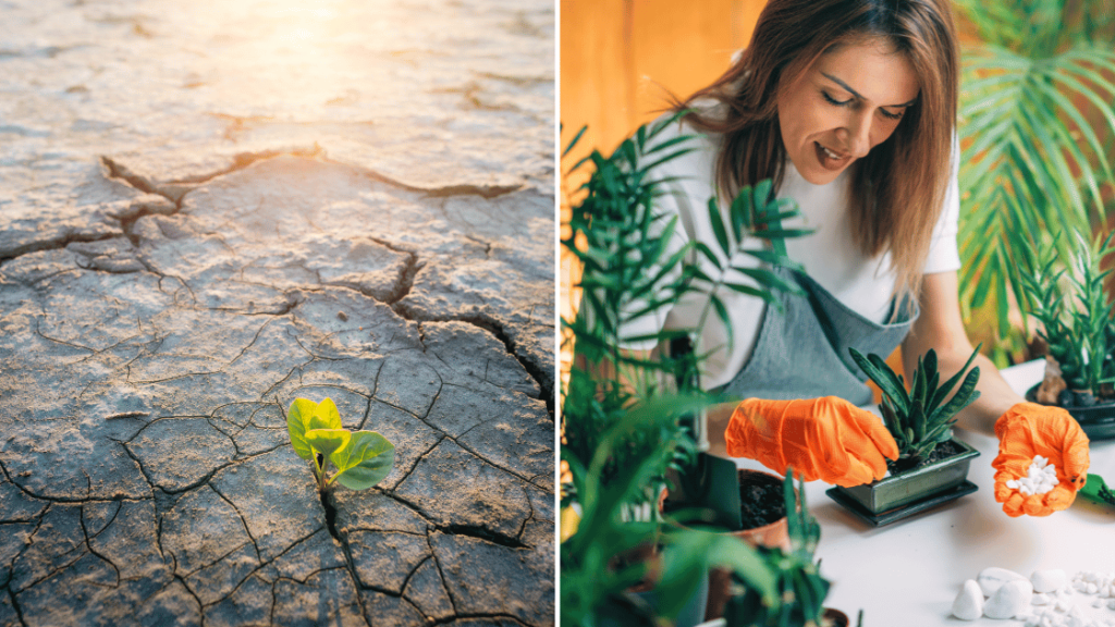 Top Plants That Refuse to Die: These Greens Laugh in the Face of ...