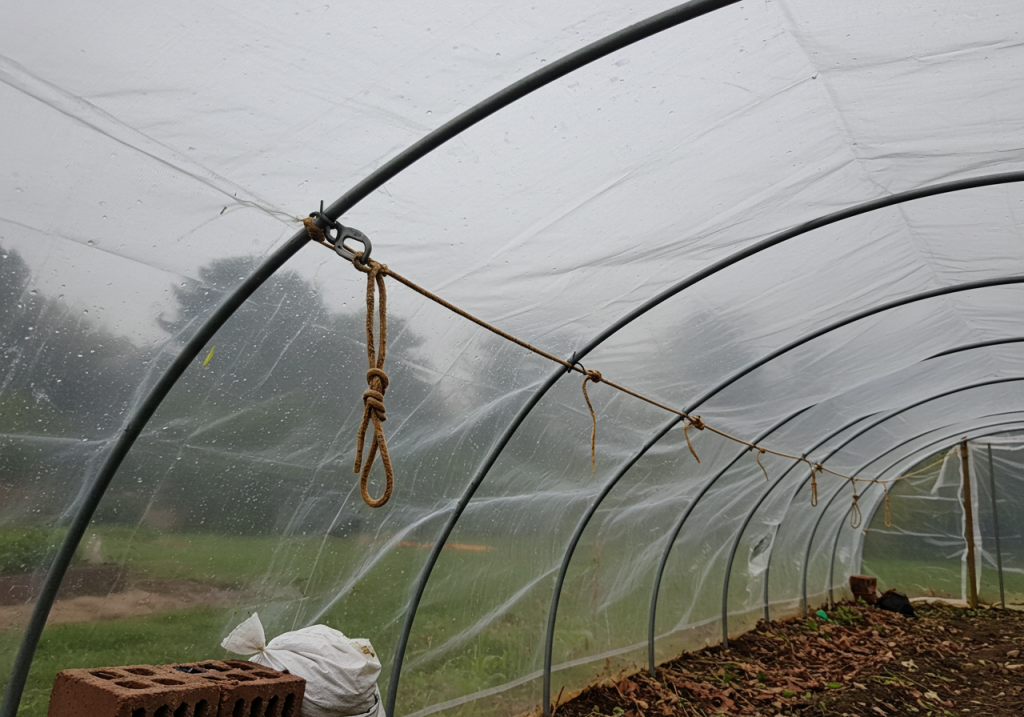 A phone photo of a newly installed diagonal support or rope tie-downs attached to the grow tunnel frame. Maybe a couple of sandbags or bricks secure the plastic edges. The sky in the background looks slightly cloudy, hinting at potential inclement weather. Some leaves and garden debris on the ground add authenticity.