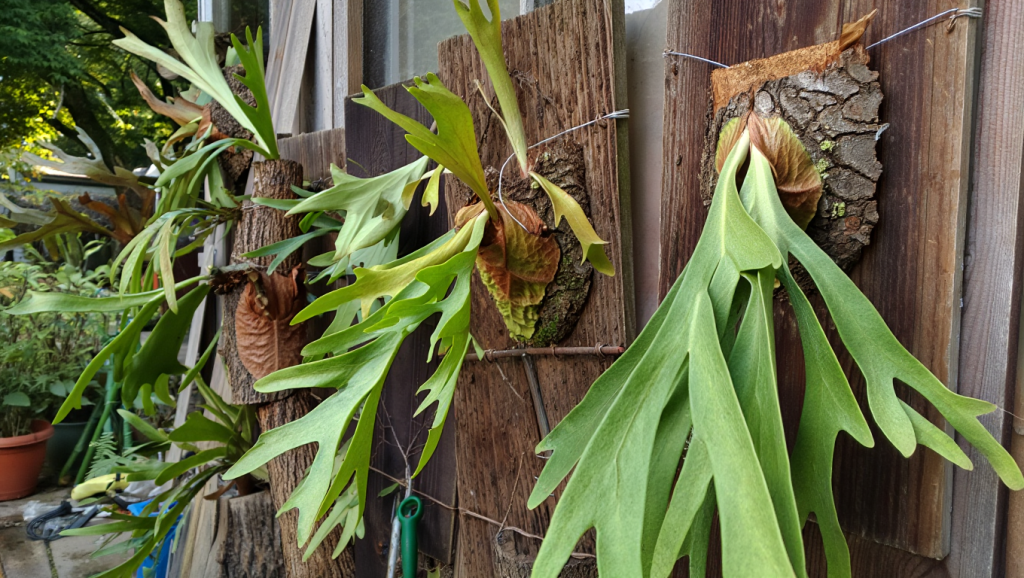Staghorn Fern Care Guide: Tips for Stunning, Healthy Plants